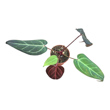 Selected DocBlock Anthurium Dark & Handsome® '9' X Michelle® '10' *31