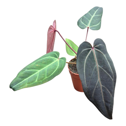 Selected DocBlock Anthurium Dark & Handsome® '9' X Michelle® '10' *31