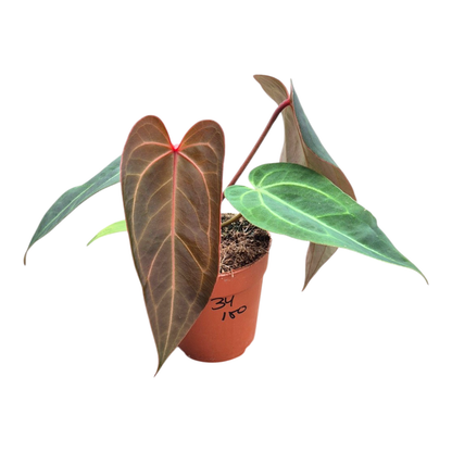 Selected DocBlock Anthurium Dark & Handsome® '9' X Michelle® '10' *34