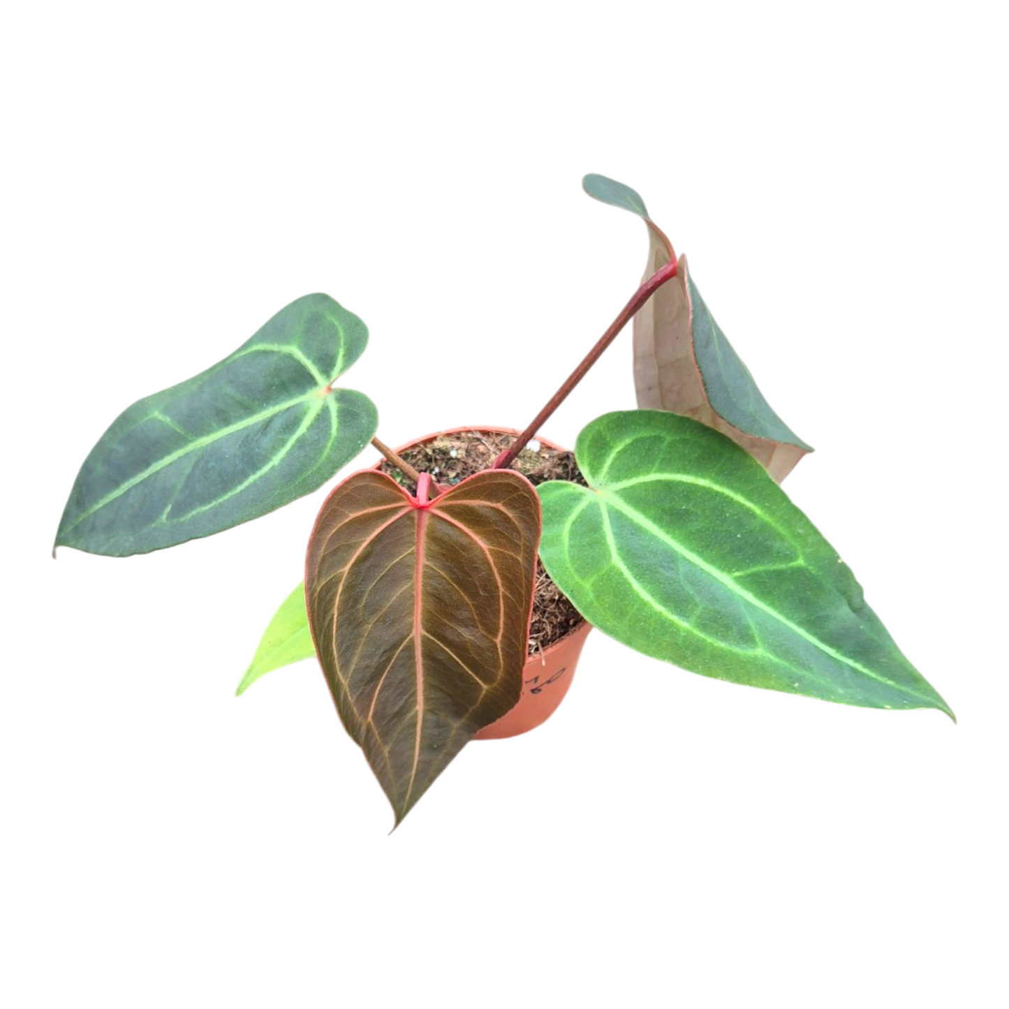Selected DocBlock Anthurium Dark & Handsome® '9' X Michelle® '10' *34