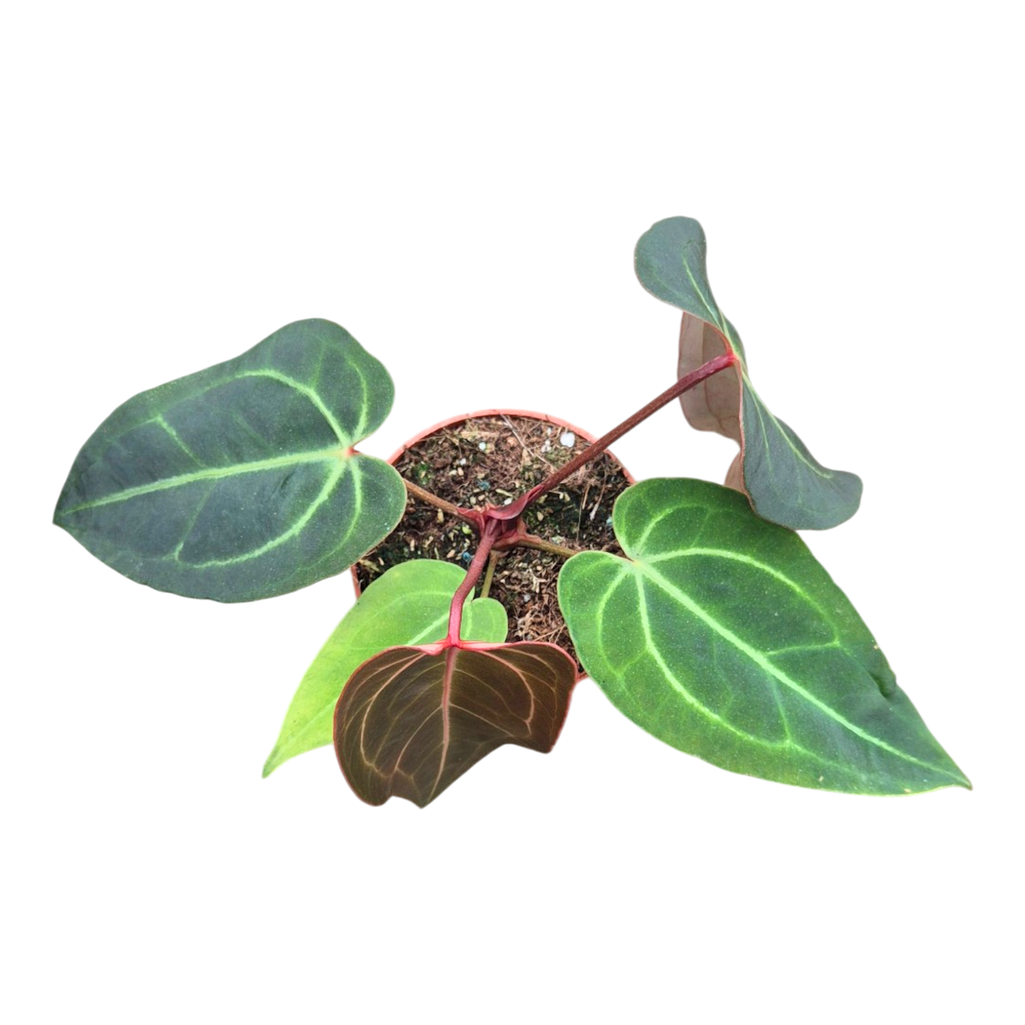 Selected DocBlock Anthurium Dark & Handsome® '9' X Michelle® '10' *34