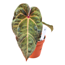 Selected DocBlock Anthurium Dark & Handsome® '9' X Red Velvet Cake® '24' Variegata
