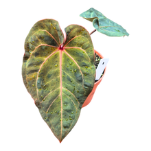 Selected DocBlock Anthurium Dark & Handsome® '9' X Red Velvet Cake® '24' Variegata