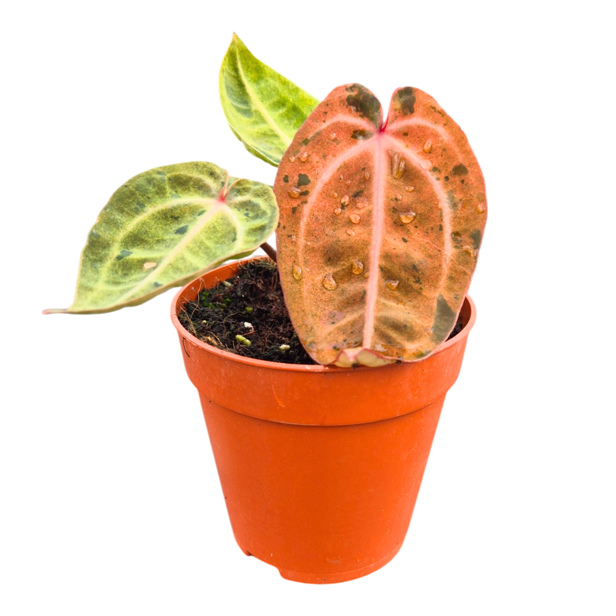 Selected DocBlock Anthurium Darth Vader® '75' X Darth Vader® '73' Variegata