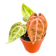 Selected DocBlock Anthurium Darth Vader® '75' X Darth Vader® '73' Variegata