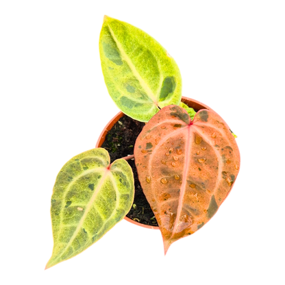 Selected DocBlock Anthurium Darth Vader® '75' X Darth Vader® '73' Variegata