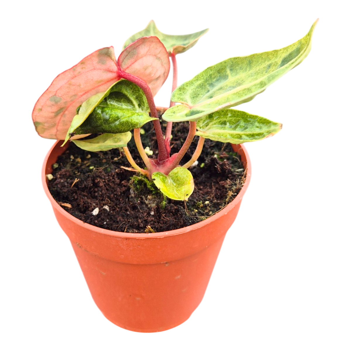 Selected DocBlock Anthurium Darth Vader® '75' X Darth Vader® '73' Variegata