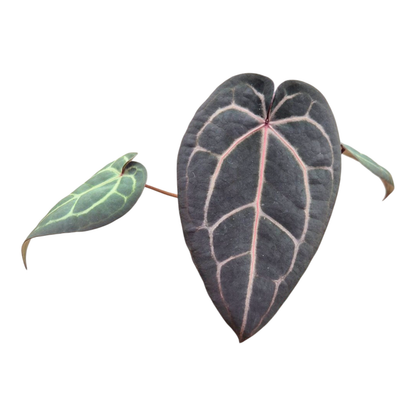Selected DocBlock Anthurium Home, Sweet Home® '32' X Tortoise Shell Brown® '34' *25