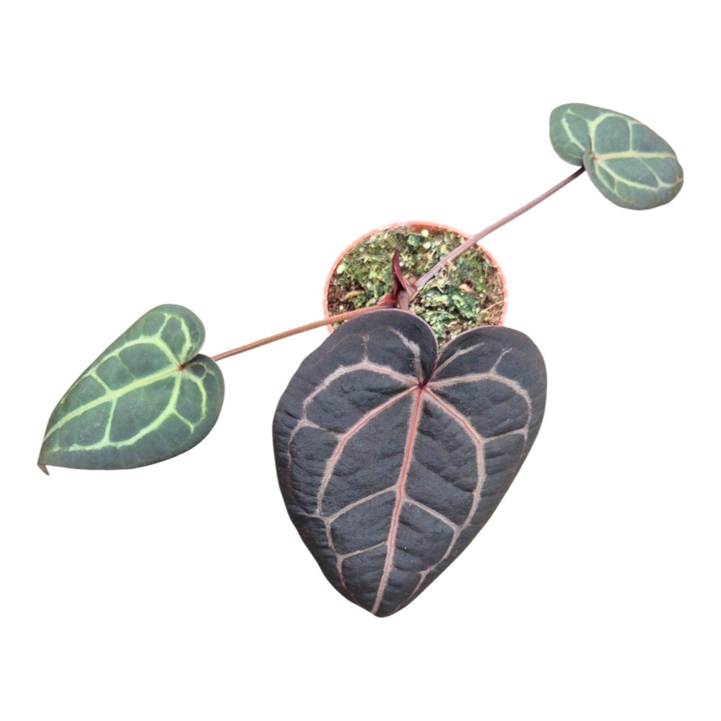 Selected DocBlock Anthurium Home, Sweet Home® '32' X Tortoise Shell Brown® '34' *25