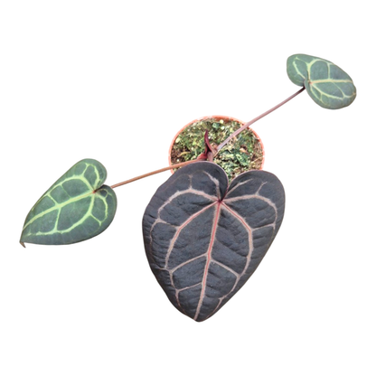 Selected DocBlock Anthurium Home, Sweet Home® '32' X Tortoise Shell Brown® '34' *25