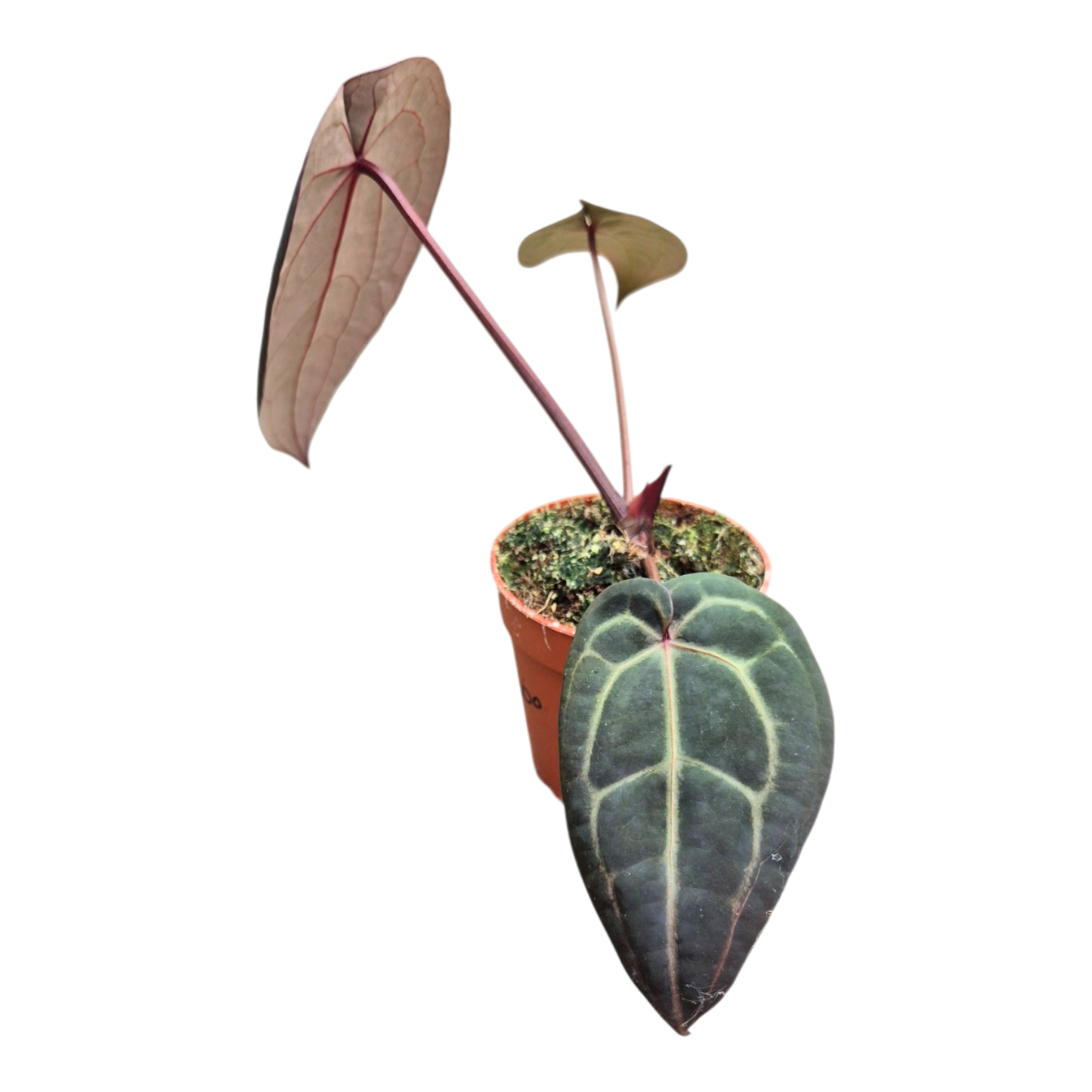 Selected DocBlock Anthurium Home, Sweet Home® '32' X Tortoise Shell Brown® '34' *25