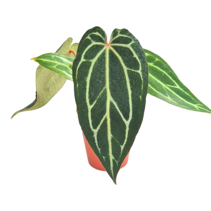 Selected DocBlock Anthurium Michelle® '1' X Black Widow® '13'