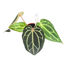Selected DocBlock Anthurium Michelle® '1' X Black Widow® '13'