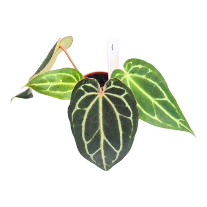 Selected DocBlock Anthurium Michelle® '1' X Black Widow® '13'