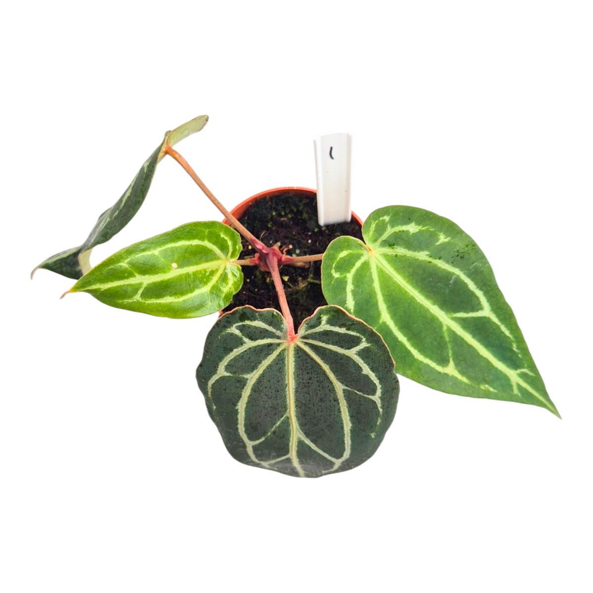 Selected DocBlock Anthurium Michelle® '1' X Black Widow® '13'