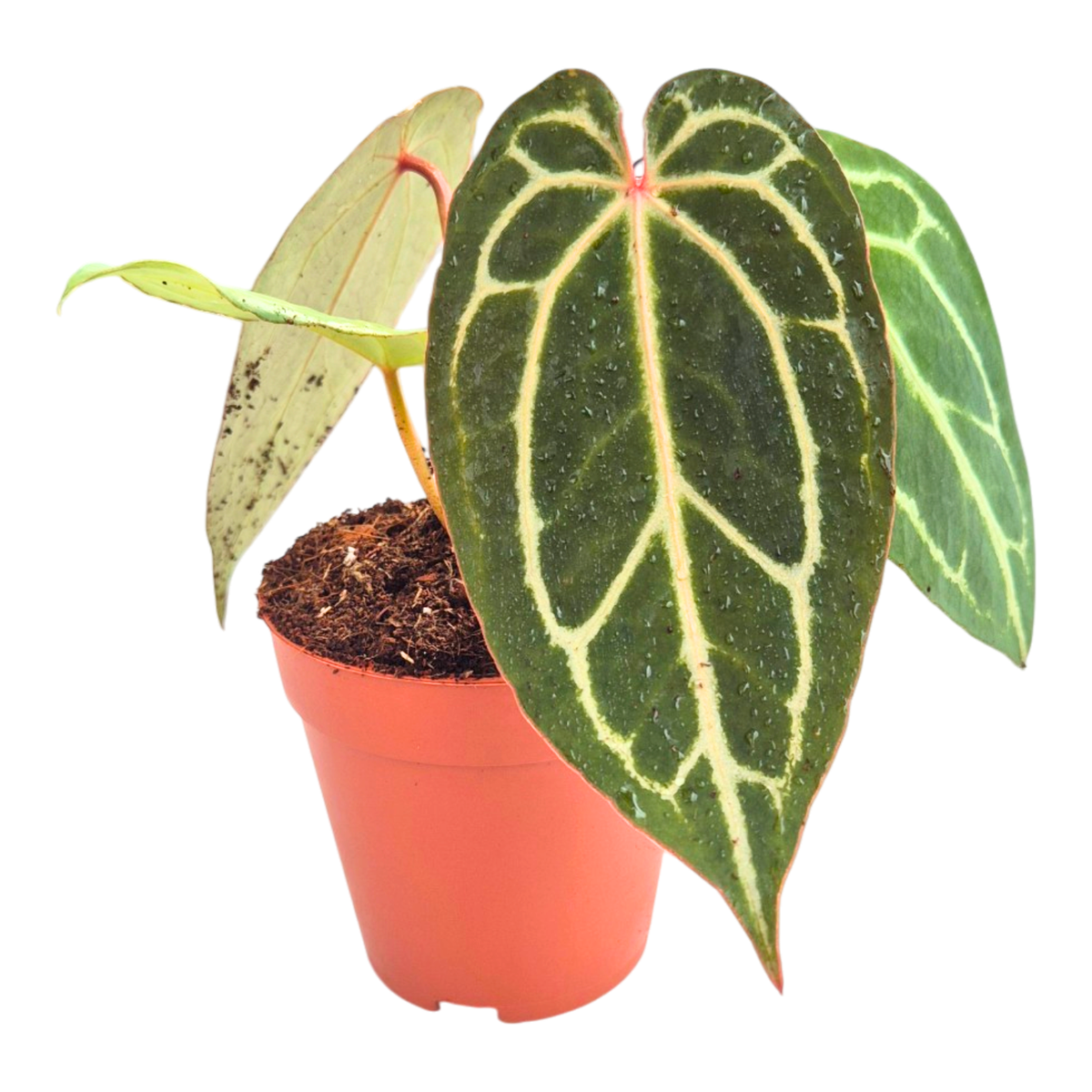 Selected DocBlock Anthurium Michelle® '1' X Black Widow® '13'