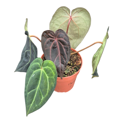 Selected DocBlock Anthurium Michelle® '1' X Black Widow® '13' *1