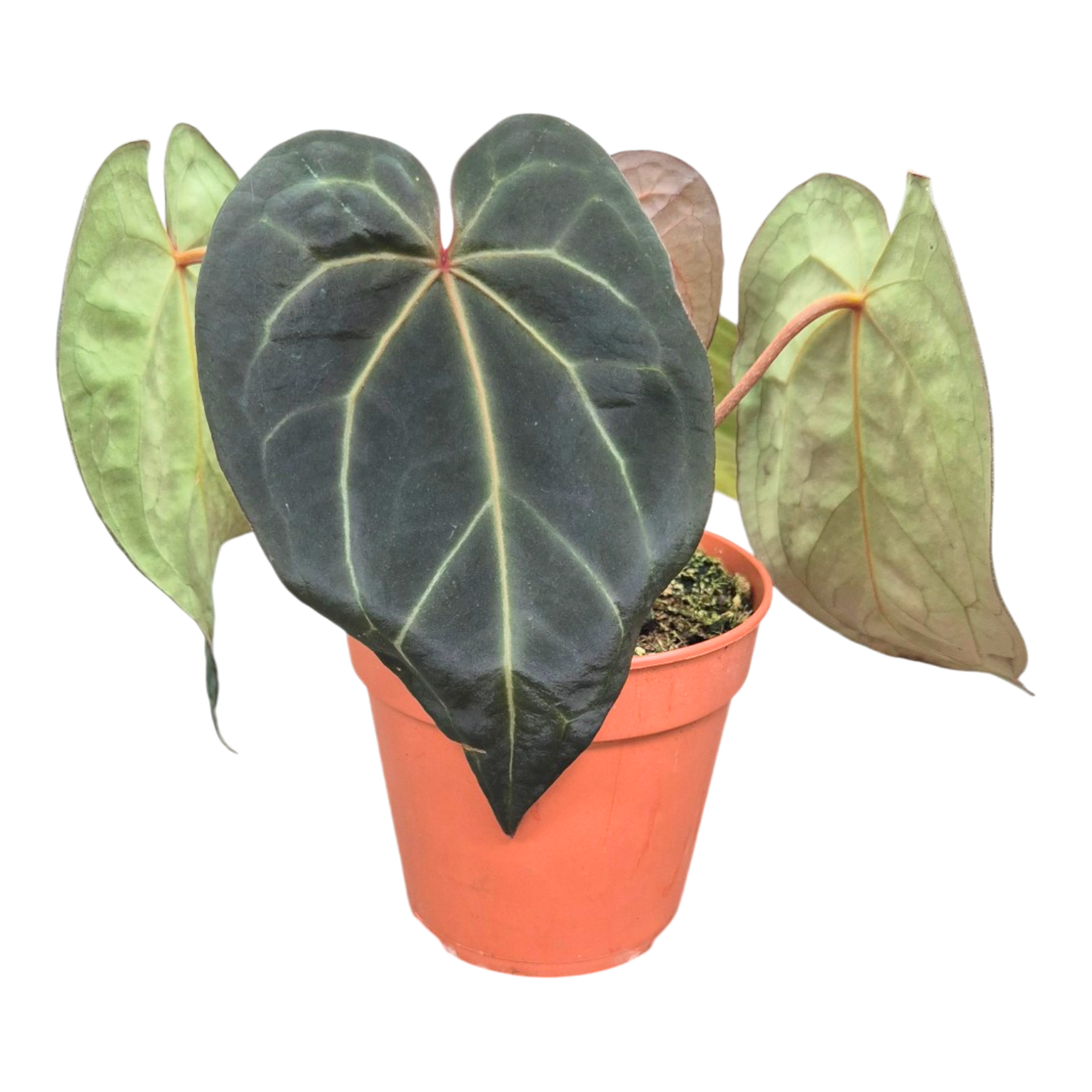 Selected DocBlock Anthurium Michelle® '1' X Black Widow® '13' *1