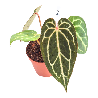 Selected DocBlock Anthurium Michelle® '1' X Black Widow® '13'