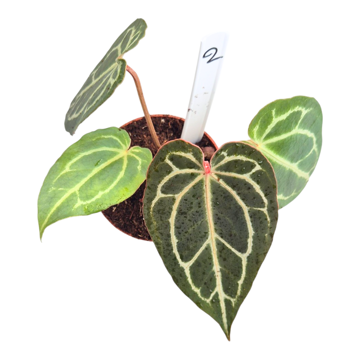 Selected DocBlock Anthurium Michelle® '1' X Black Widow® '13'