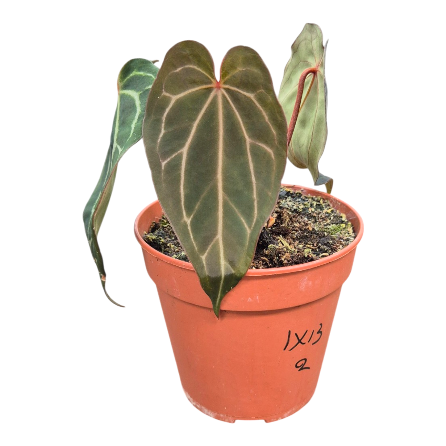 Ausgewählte DocBlock-Anthurium Michelle® '1' X Black Widow® '13' *2