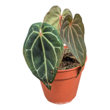 Selected DocBlock Anthurium Michelle® '1' X Black Widow® '13' *2