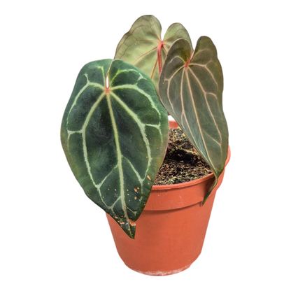 Ausgewählte DocBlock-Anthurium Michelle® '1' X Black Widow® '13' *2