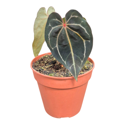 Ausgewählte DocBlock-Anthurium Michelle® '1' X Black Widow® '13' *2