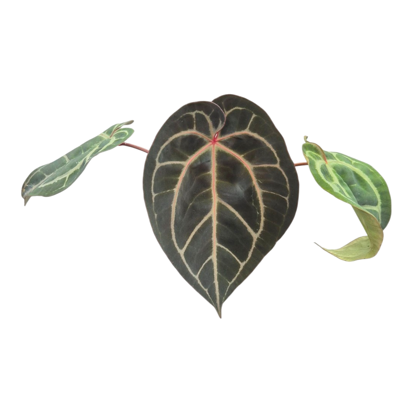 Ausgewählter DocBlock Anthurium Michelle® '1' × Purple Rain® '27' *1