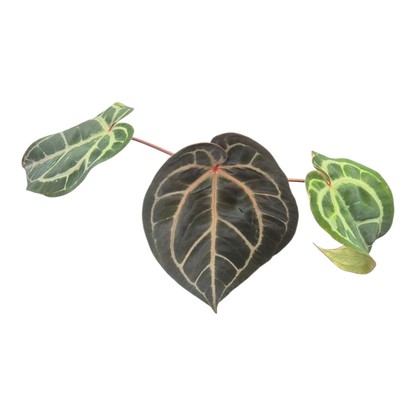 Ausgewählter DocBlock Anthurium Michelle® '1' × Purple Rain® '27' *1
