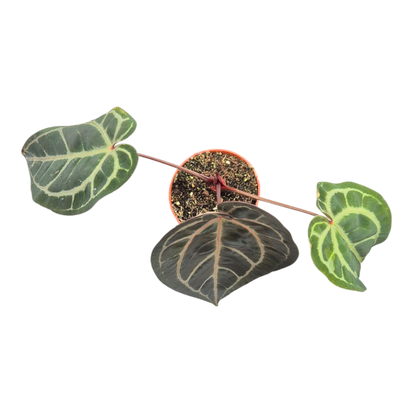 Ausgewählter DocBlock Anthurium Michelle® '1' × Purple Rain® '27' *1