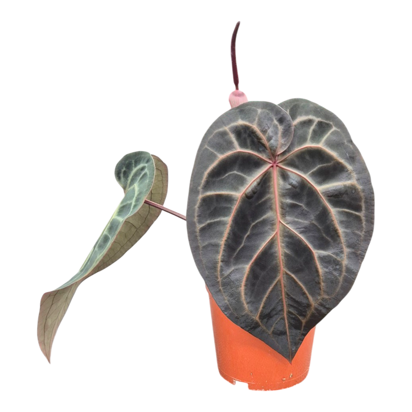 Ausgewählter DocBlock Anthurium Red Velvet Cake® '24' × Black Widow® '13' *1