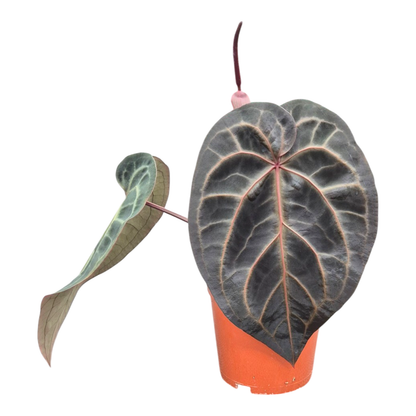 Ausgewählter DocBlock Anthurium Red Velvet Cake® '24' × Black Widow® '13' *1