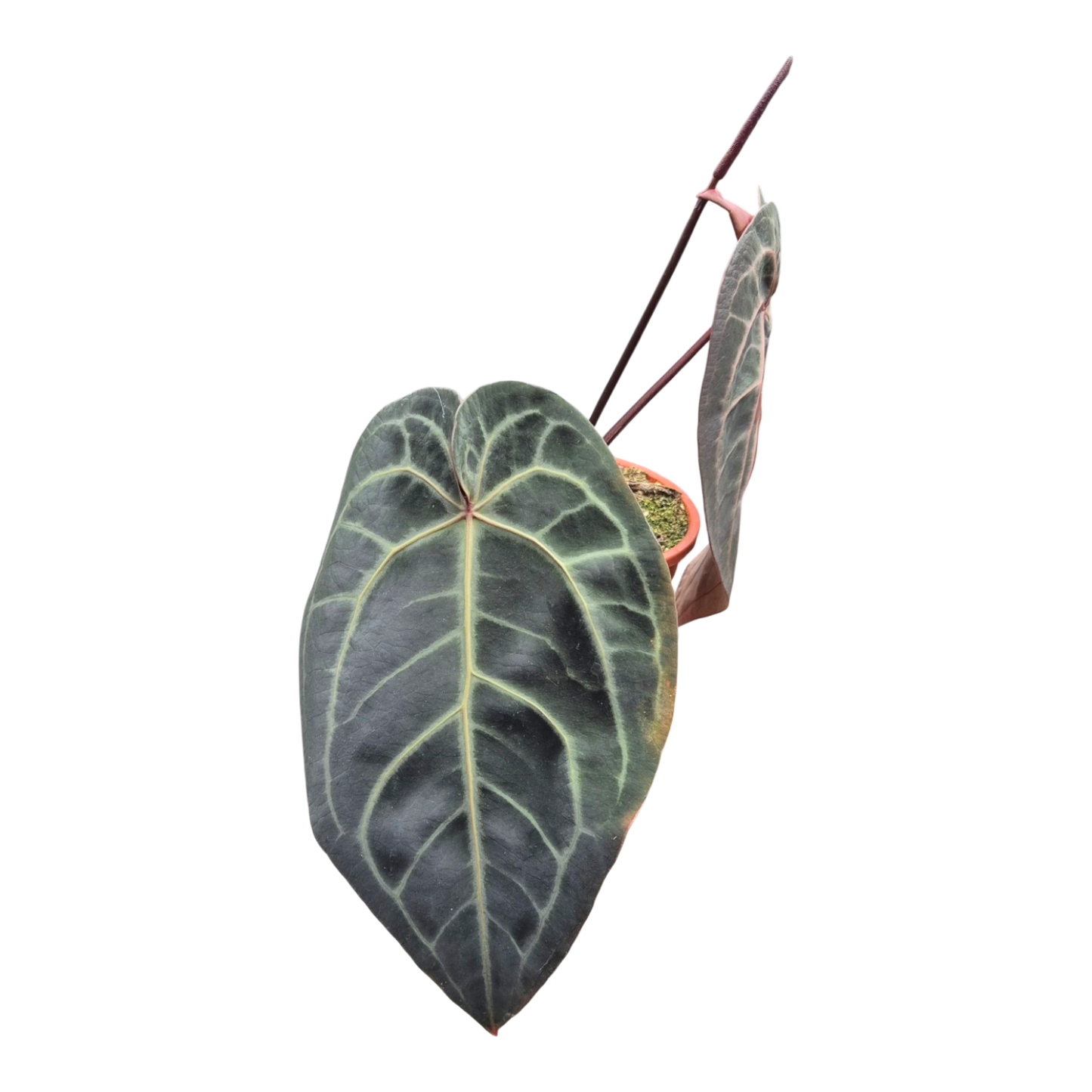 Ausgewählter DocBlock Anthurium Red Velvet Cake® '24' × Black Widow® '13' *1
