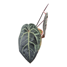 Selected DocBlock Anthurium Red Velvet Cake® '24' X Black Widow® '13' *1