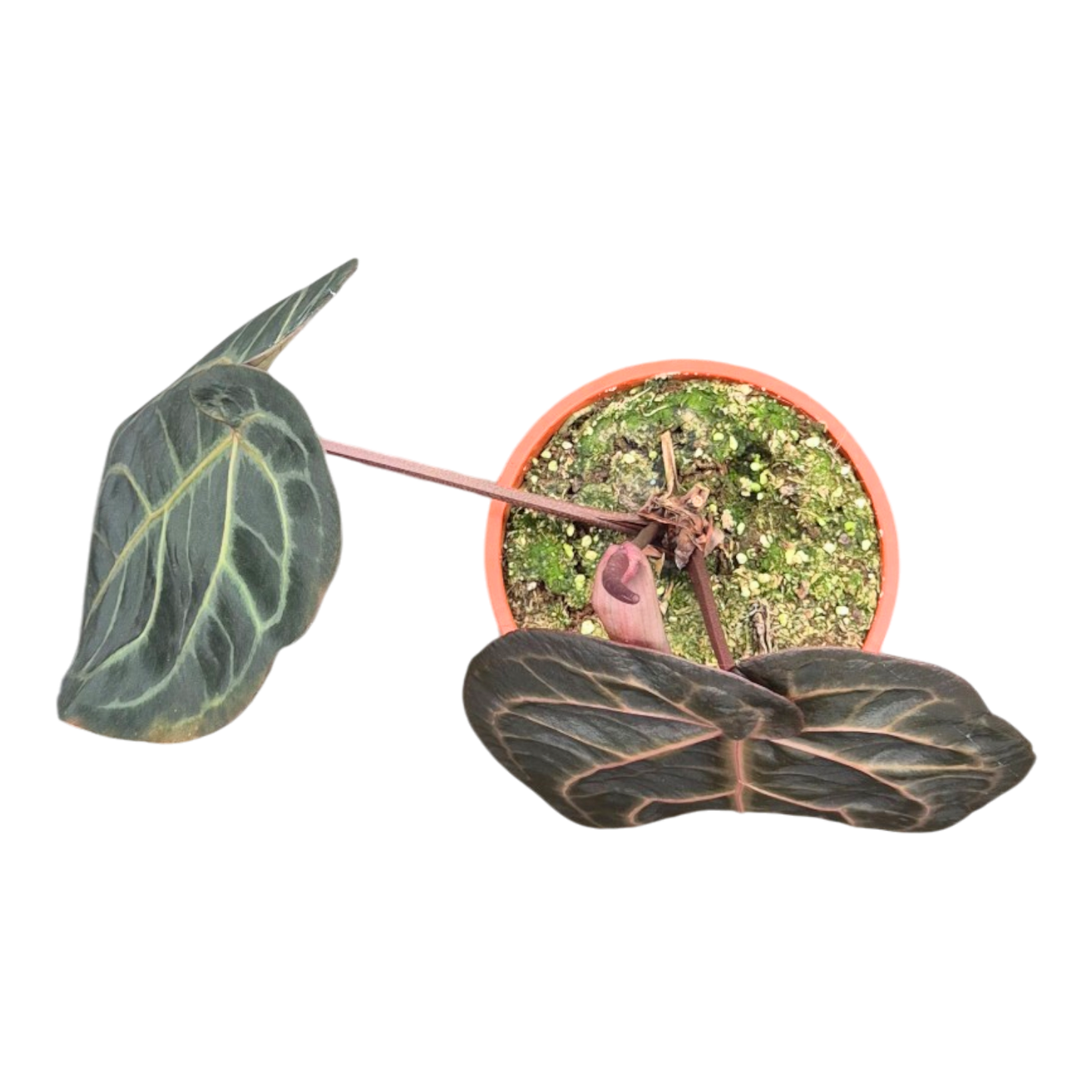 Ausgewählter DocBlock Anthurium Red Velvet Cake® '24' × Black Widow® '13' *1