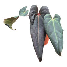 Selected DocBlock Anthurium Red Velvet Cake® '24' X Dark & Handsome® '9' *1