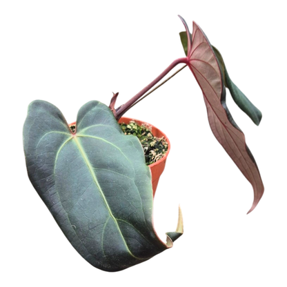 Ausgewählte DocBlock-Sorten: Anthurium Red Velvet Cake® '24' × Dark & Handsome® '9' *1