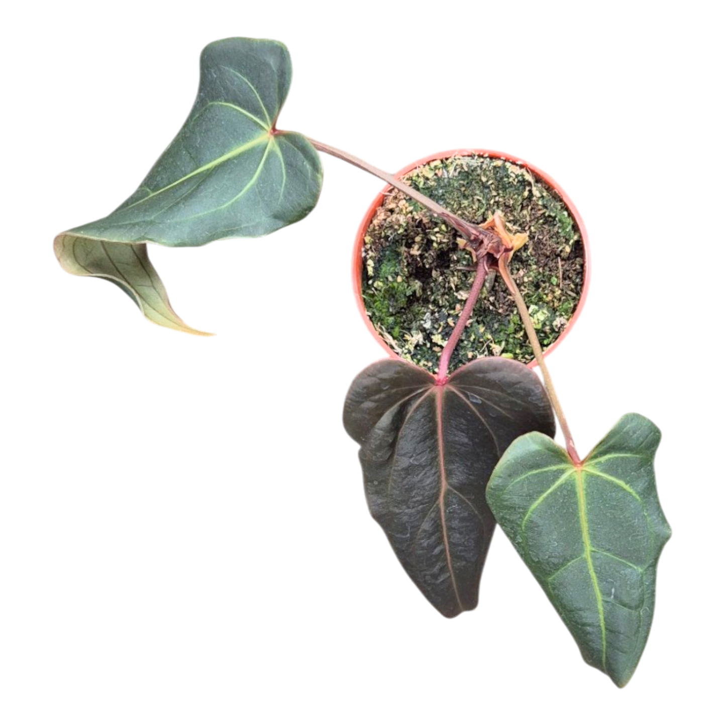 Ausgewählte DocBlock-Sorten: Anthurium Red Velvet Cake® '24' × Dark & Handsome® '9' *1