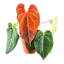 Selected DocBlock Anthurium (Red Velvet Cake® '24' X Dark & Handsome® '9') X Black Widow® '43' Variegata
