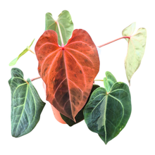 Selected DocBlock Anthurium (Red Velvet Cake® '24' X Dark & Handsome® '9') X Black Widow® '43' Variegata
