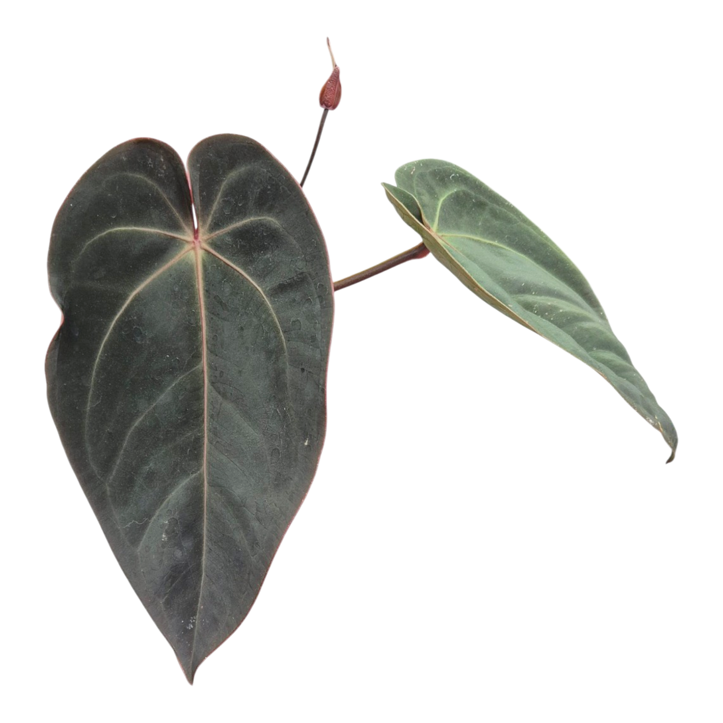 Selected DocBlock Anthurium Red Velvet Cake® '24' X Home Sweet Home® '32' *1