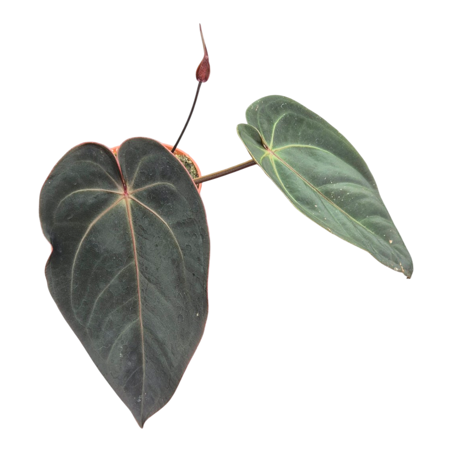 Selected DocBlock Anthurium Red Velvet Cake® '24' X Home Sweet Home® '32' *1