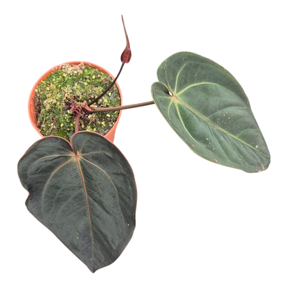 Selected DocBlock Anthurium Red Velvet Cake® '24' X Home Sweet Home® '32' *1