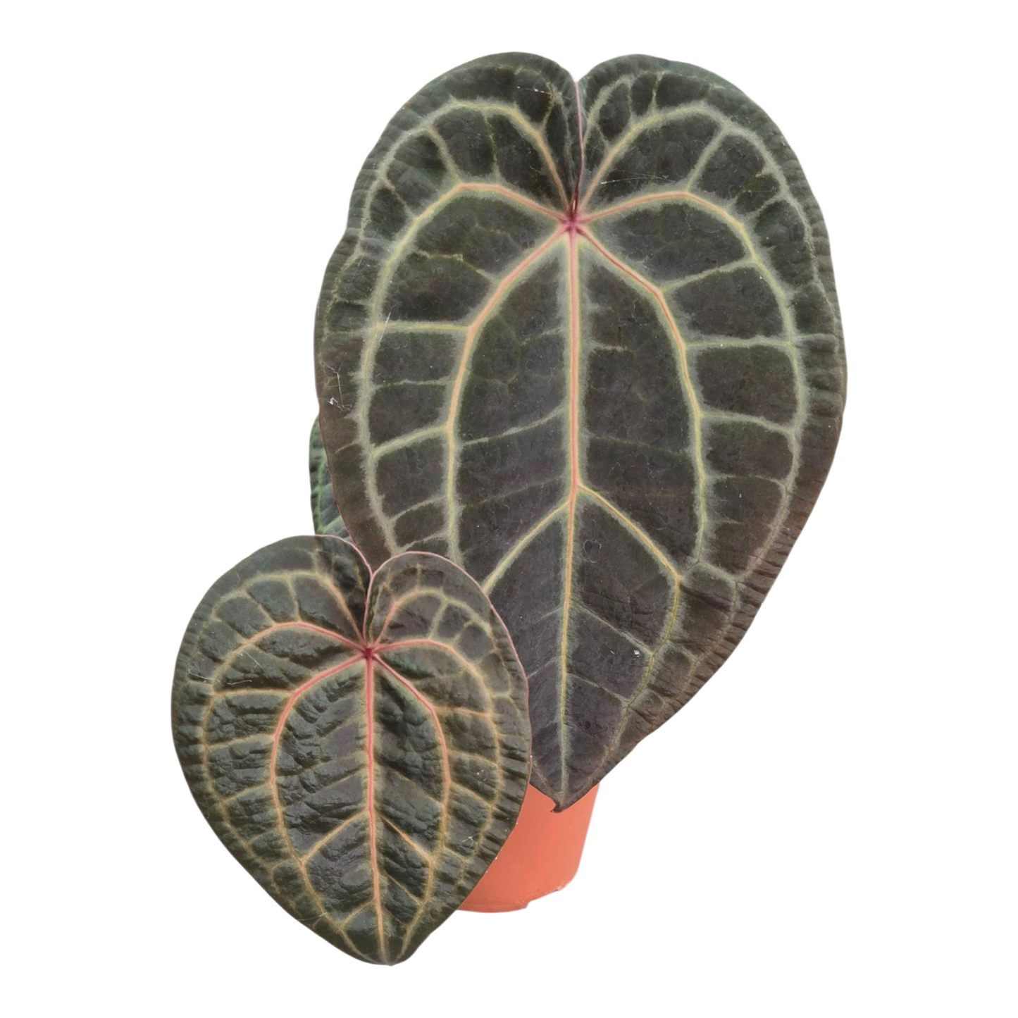 Ausgewählte DocBlock-Sorten: Anthurium Red Velvet Cake® '24' X Home Sweet Home® '32' *2