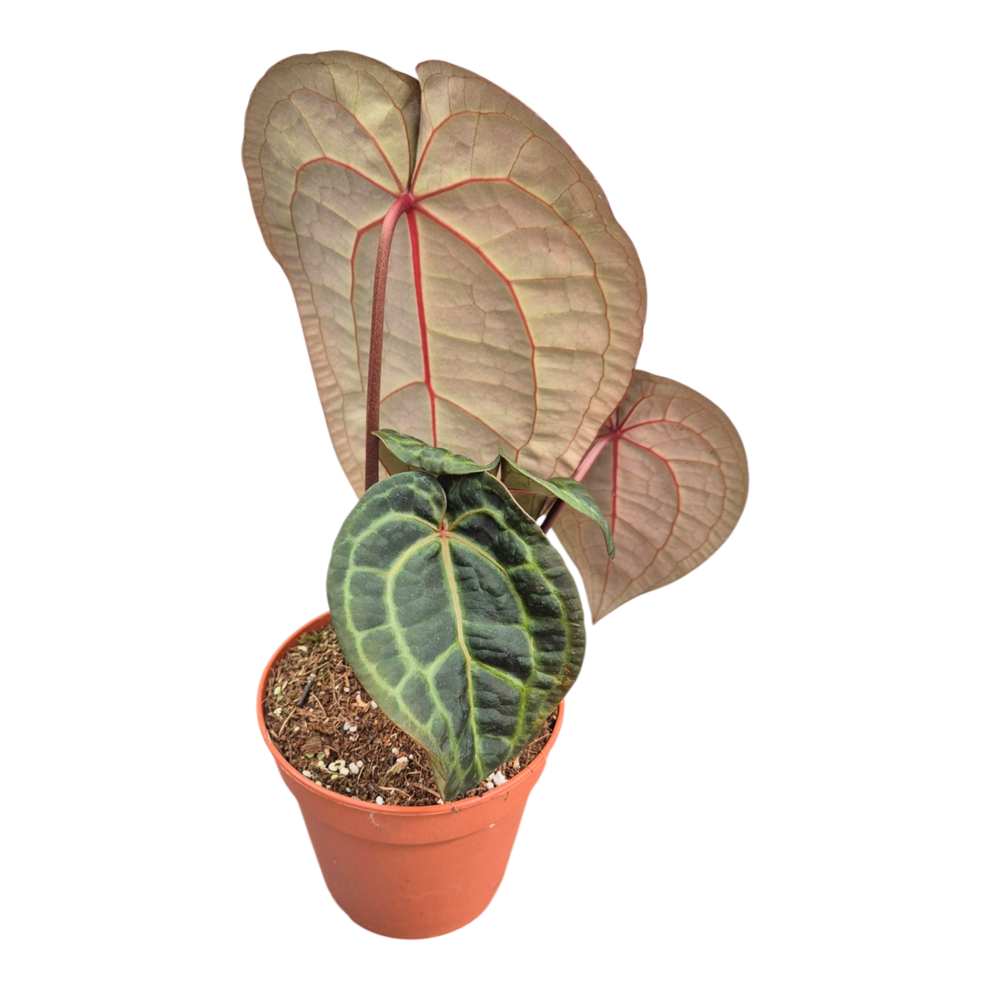 Ausgewählte DocBlock-Sorten: Anthurium Red Velvet Cake® '24' X Home Sweet Home® '32' *2