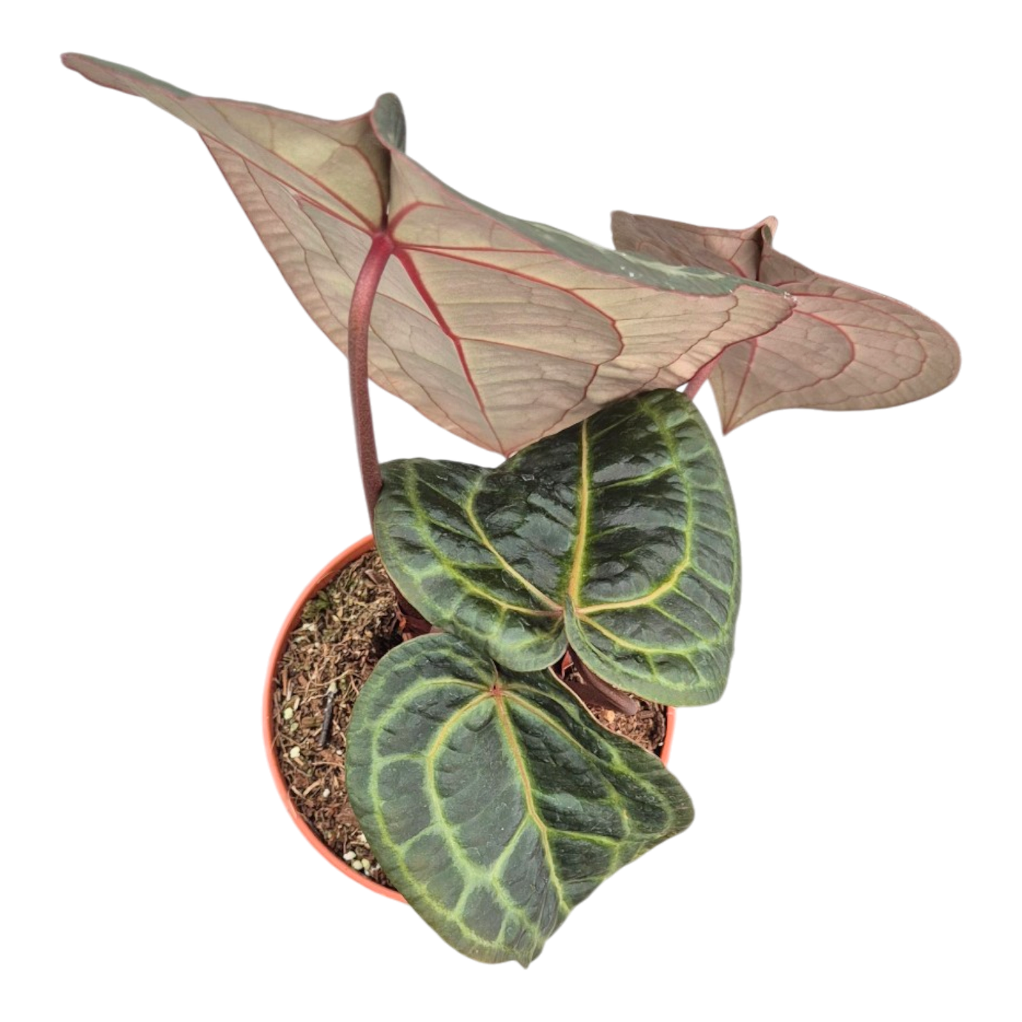 Ausgewählte DocBlock-Sorten: Anthurium Red Velvet Cake® '24' X Home Sweet Home® '32' *2