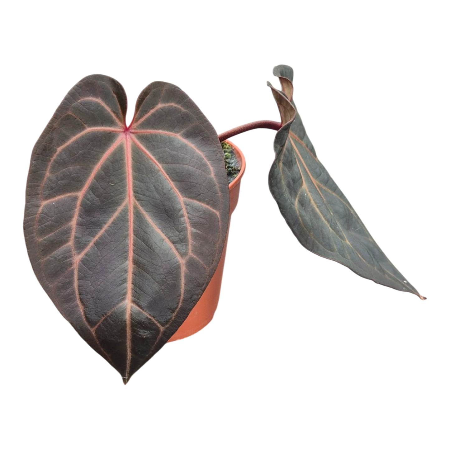 Ausgewählte DocBlock-Pflanzen: Anthurium Red Velvet Cake® '24' × Home Sweet Home® '32' *3
