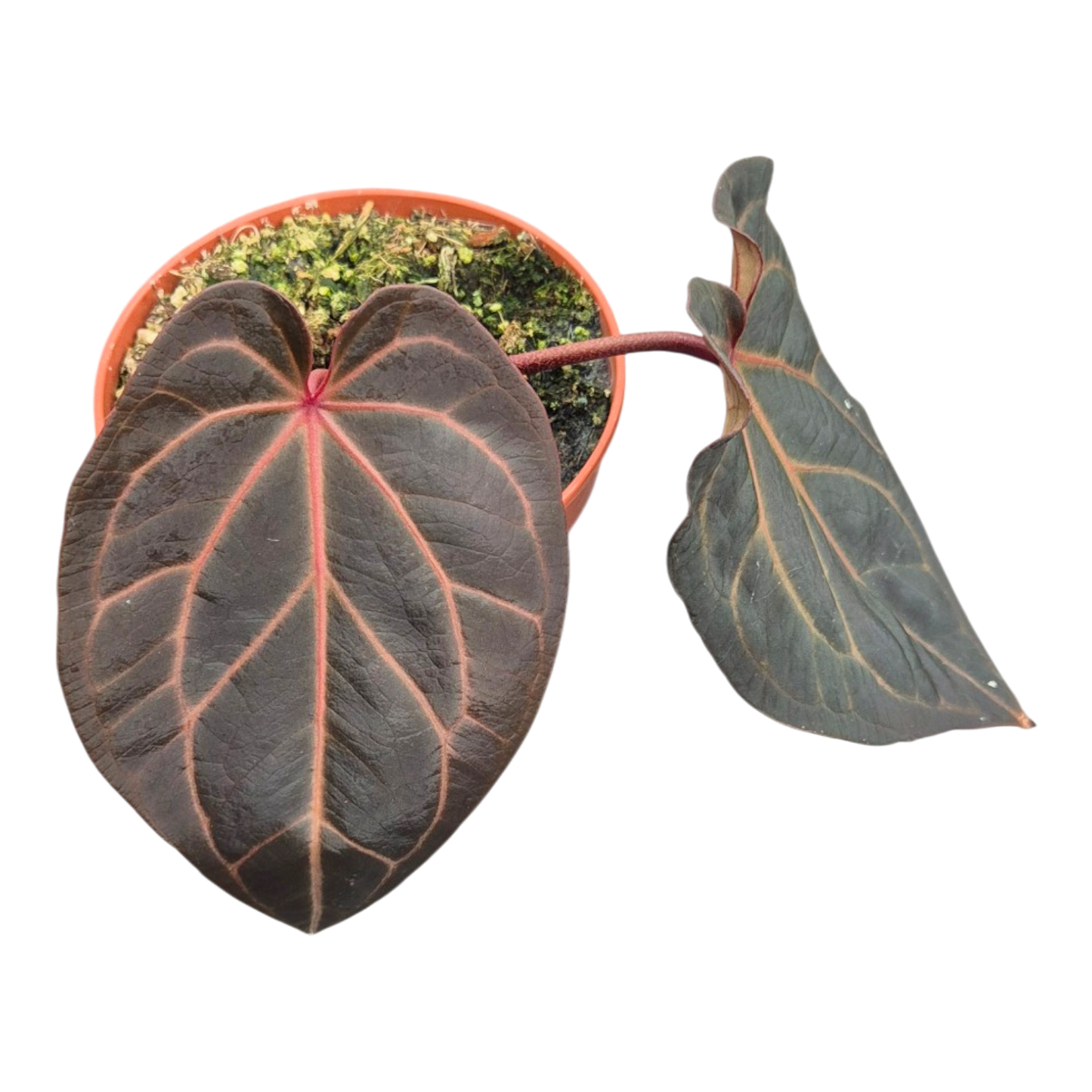 Ausgewählte DocBlock-Pflanzen: Anthurium Red Velvet Cake® '24' × Home Sweet Home® '32' *3