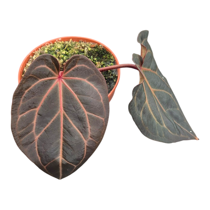 Ausgewählte DocBlock-Pflanzen: Anthurium Red Velvet Cake® '24' × Home Sweet Home® '32' *3